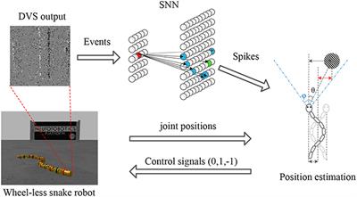 Retina-Based Pipe-Like Object Tracking Implemented Through Spiking Neural Network on a Snake Robot